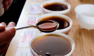 Menguak Rahasia Di Balik Setiap Cangkir Panduan Lengkap Teknik Cupping Kopi Untuk Mengenali Karakter Rasa