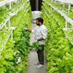 Vertical Farming Berbasis Led Solusi Ketahanan Pangan Perkotaan