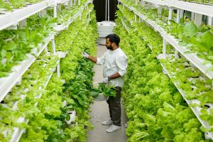 Vertical Farming Berbasis Led Solusi Ketahanan Pangan Perkotaan